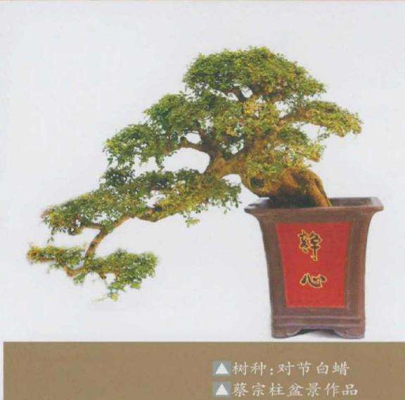 潜江蔡宗柱举办个人盆景展