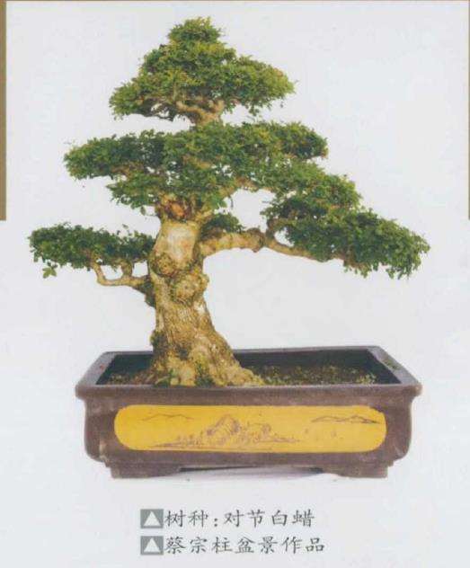 潜江蔡宗柱举办个人盆景展