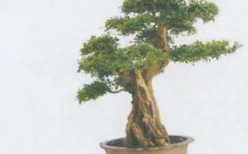 潜江蔡宗柱举办个人盆景展 图片