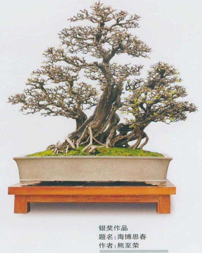 2020 第十届全国盆景展作品选登 图片