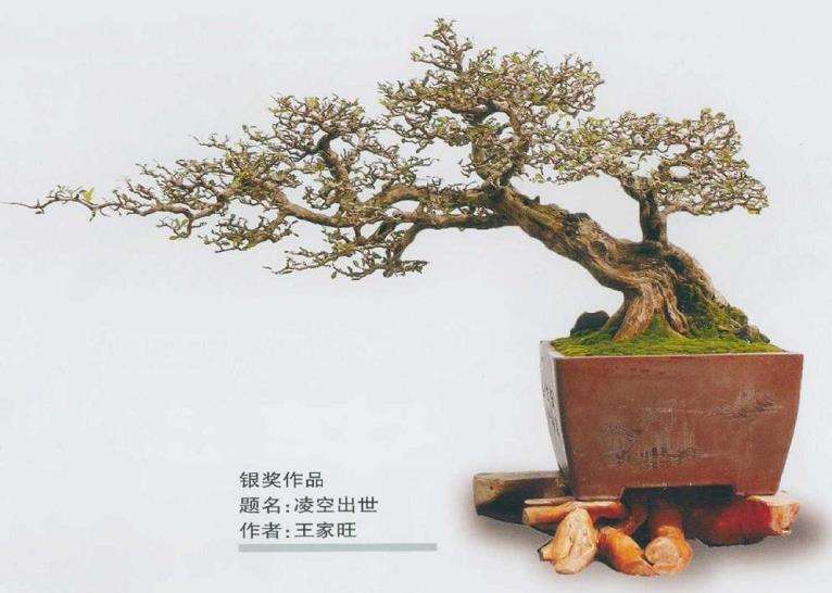 2020 第十届全国盆景展作品选登 图片