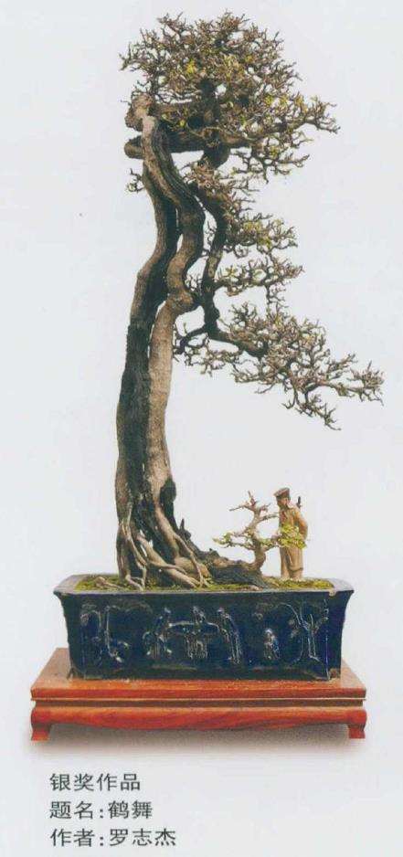 2020 第十届全国盆景展作品选登 图片