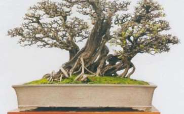 2020 第十届全国盆景展作品选登 图片