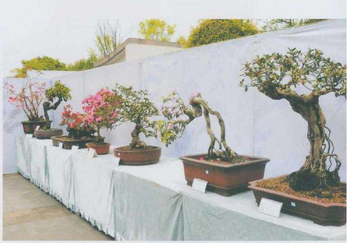 2021年4月遵义第三届杜鹃盆景展