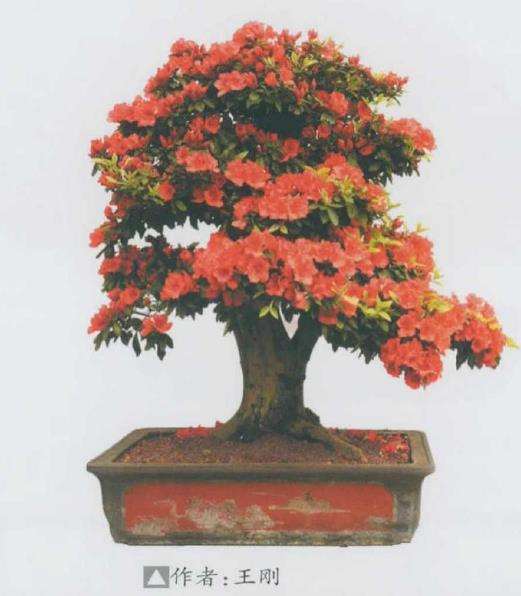 2021年4月遵义第三届杜鹃盆景展