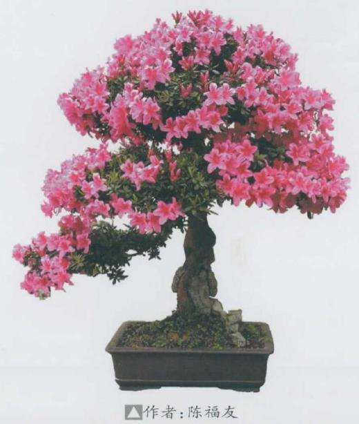 2021年4月遵义第三届杜鹃盆景展