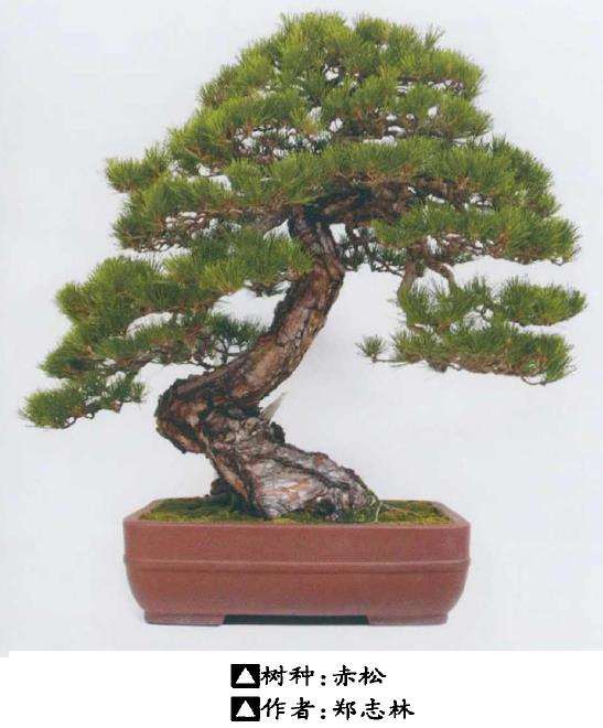 上海盆景文化博览会