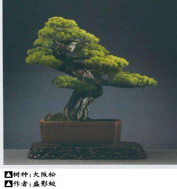 上海盆景文化博览会