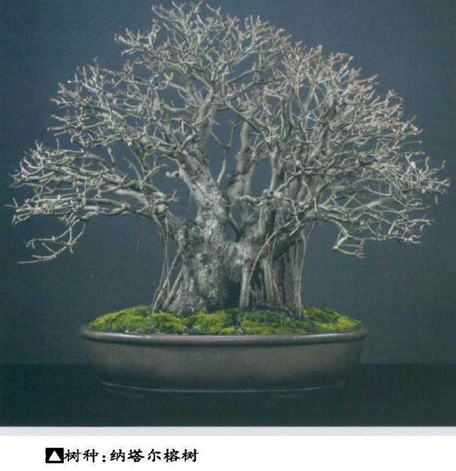 南非盆景艺术欣赏