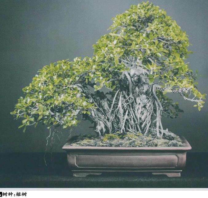 南非盆景艺术欣赏