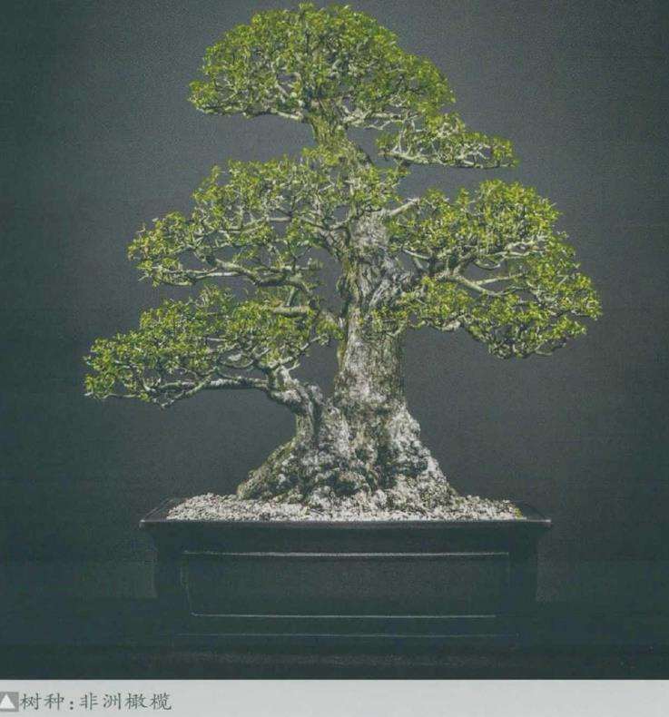 南非盆景艺术欣赏