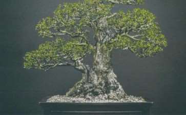 南非盆景艺术欣赏 图片