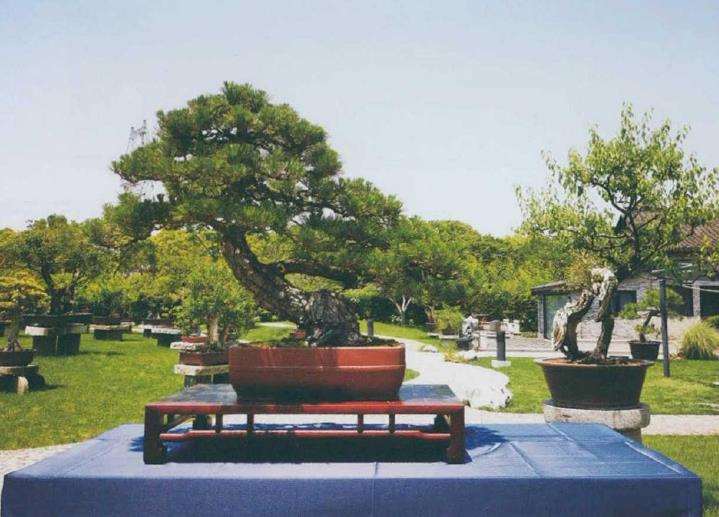 上海举办茂盛山房盆景雅会