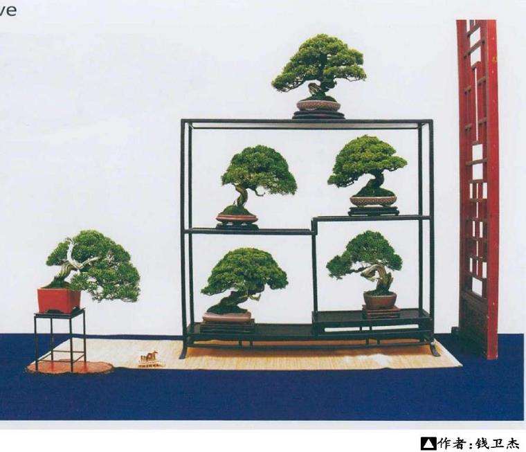 黄敖训谈关于日本盆景