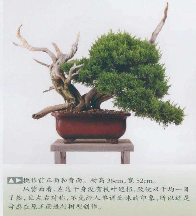 图解 日本真柏盆景造型的33个过程