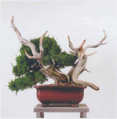 图解 日本真柏盆景造型的33个过程