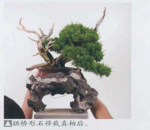 图解 日本真柏盆景造型的33个过程