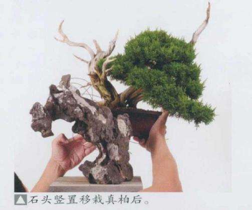 图解 日本真柏盆景造型的33个过程