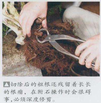 图解 日本真柏盆景造型的33个过程