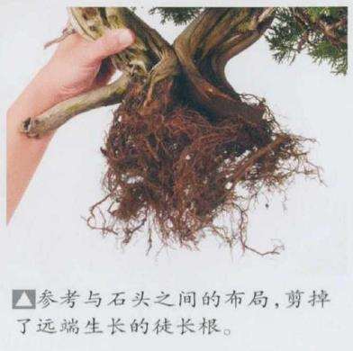 图解 日本真柏盆景造型的33个过程