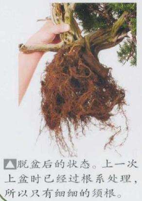 图解 日本真柏盆景造型的33个过程