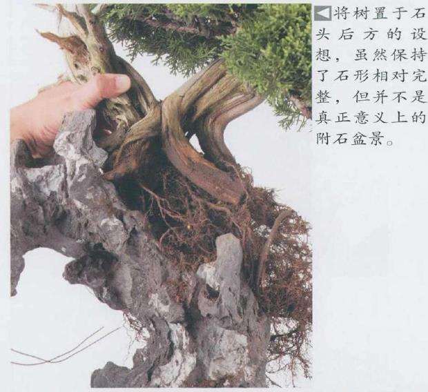 图解 日本真柏盆景造型的33个过程