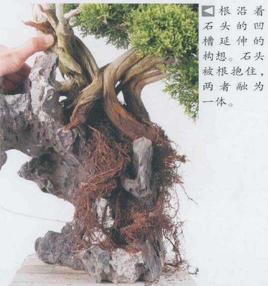 图解 日本真柏盆景造型的33个过程