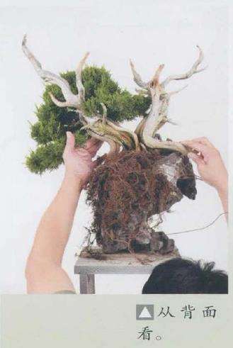 图解 日本真柏盆景造型的33个过程