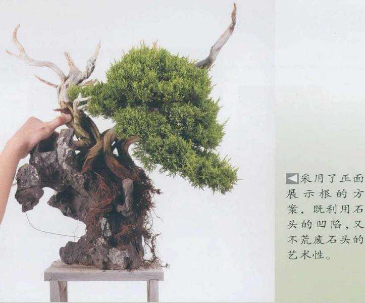 图解 日本真柏盆景造型的33个过程