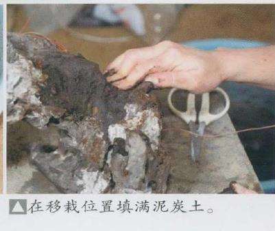 图解 日本真柏盆景造型的33个过程