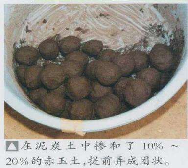 图解 日本真柏盆景造型的33个过程