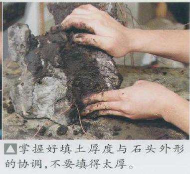 图解 日本真柏盆景造型的33个过程