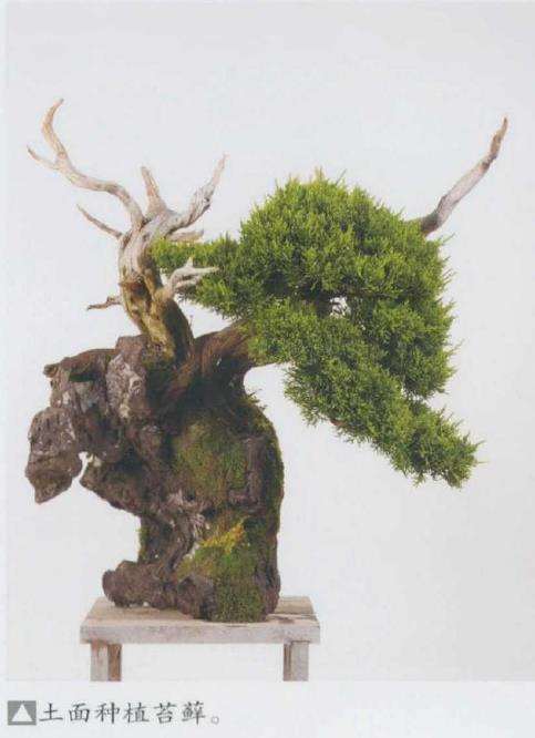 图解 日本真柏盆景造型的33个过程