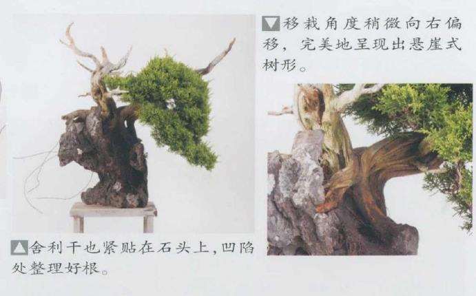 图解 日本真柏盆景造型的33个过程