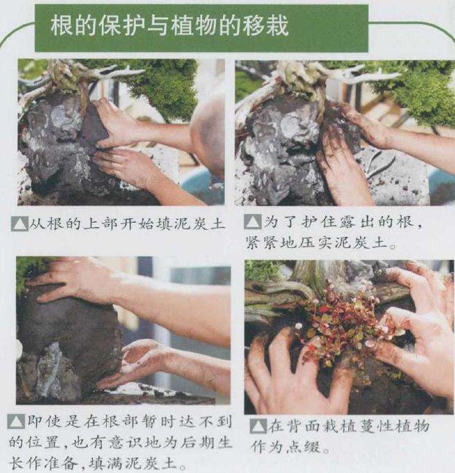 图解 日本真柏盆景造型的33个过程