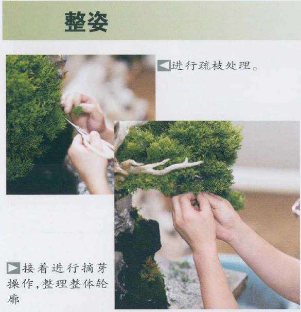 图解 日本真柏盆景造型的33个过程