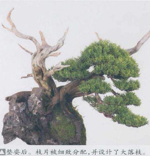 图解 日本真柏盆景造型的33个过程