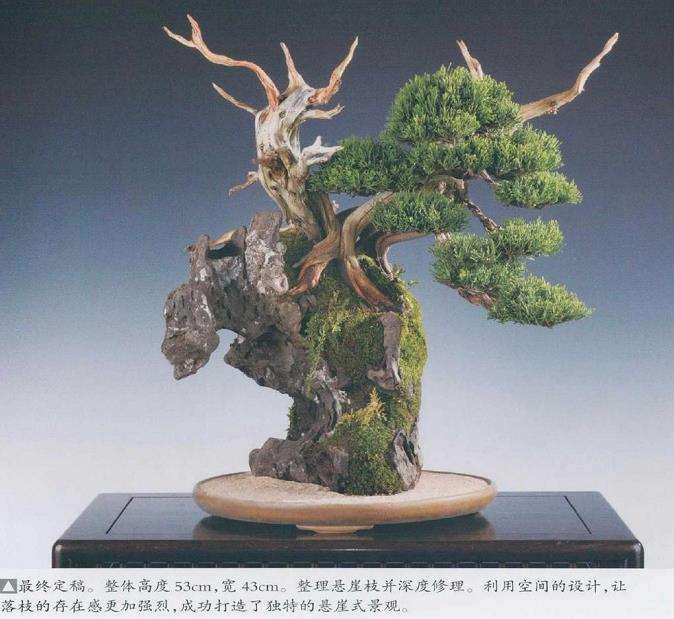 日本真柏盆景造型的过程