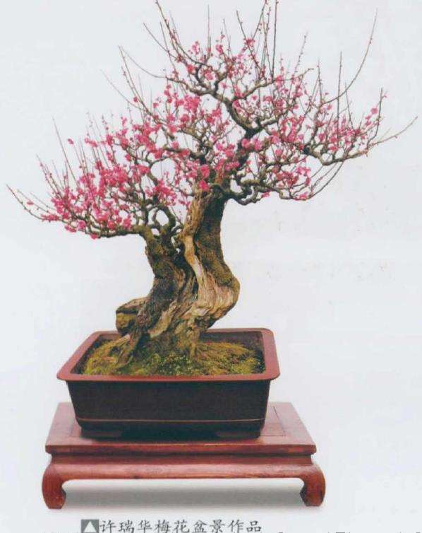 梅花盆景怎么施肥修剪