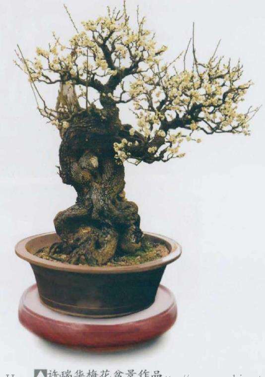 梅花盆景怎么施肥修剪的5个步骤 图片