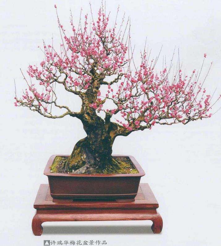梅花盆景怎么施肥修剪