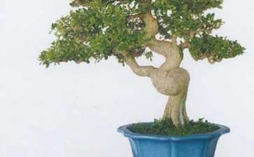 常熟盆景景秀园主人 朱德保 图片