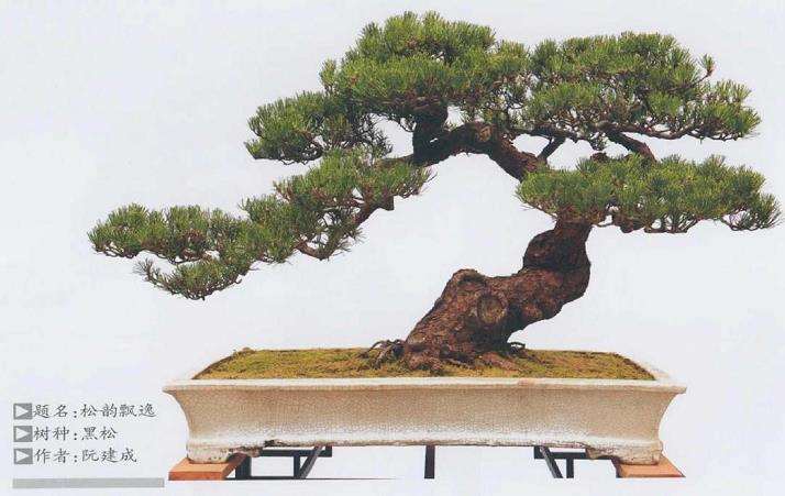 黑松盆景怎么养护