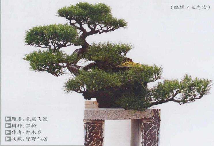 玩黑松盆景这2个坑不要踩 图片