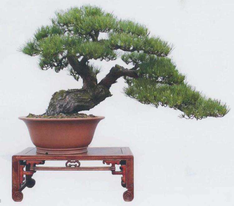 玩黑松盆景这2个坑不要踩 图片