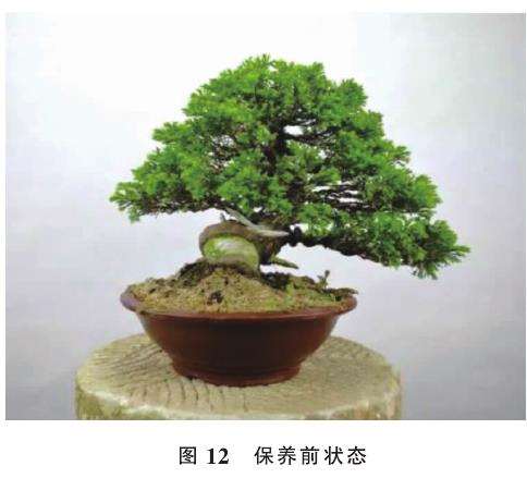 舍利干盆景怎么雕刻的5个手法 图片