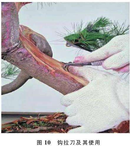 舍利干盆景怎么雕刻的5个手法 图片