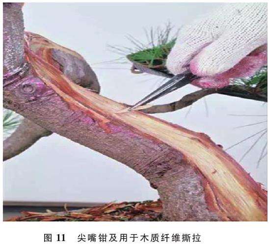 舍利干盆景怎么雕刻的5个手法 图片