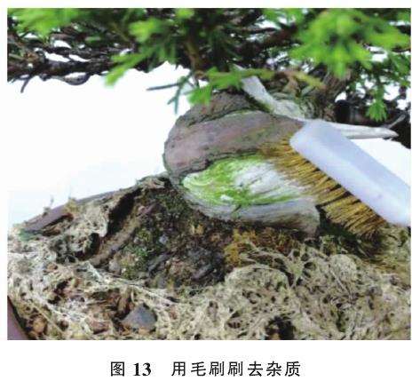 舍利干盆景怎么雕刻的5个手法 图片