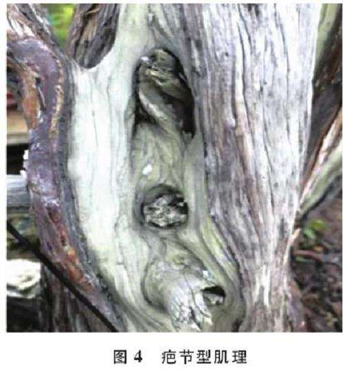 图解 人工舍利干盆景的6个肌理类型与特征